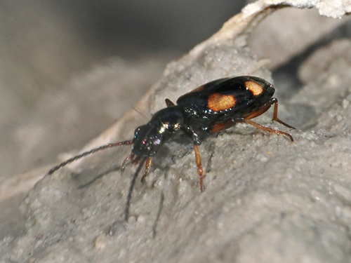 Bembidion quadrimaculatum