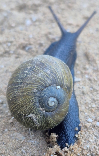 Cantareus apertus observed 2026-10-25