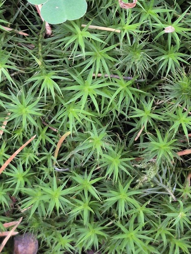 Polytrichum formosum observed 2026-10-25