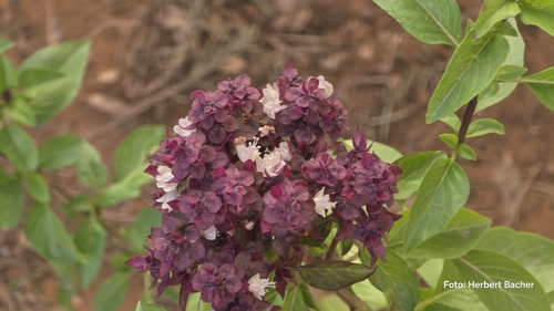 Ocimum basilicum observed 2026-10-25