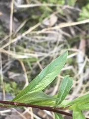 Salix arbusculoides