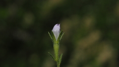 Githopsis diffusa candida