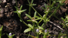 Githopsis diffusa candida