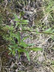 Salix arbusculoides