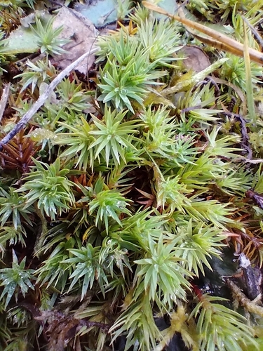 Pogonatum observed 2026-10-25