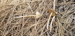 Entoloma holoconiotum