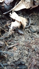 Plethodon cinereus