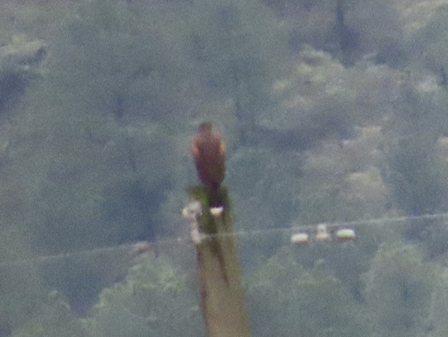 Harris's Hawk