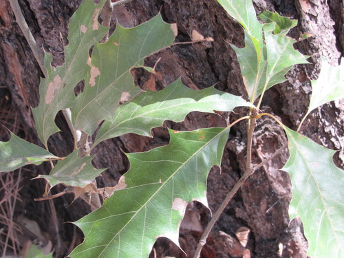 Image of Quercus albocincta by (c) Jonathan Rodriguez, some rights reserved (CC BY)