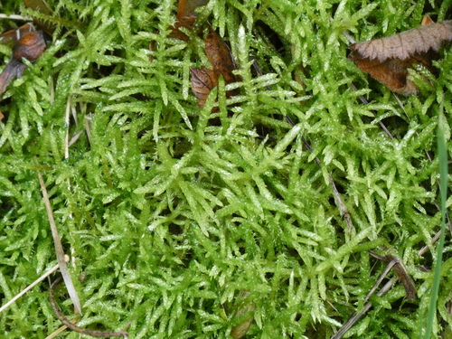 Pseudoscleropodium purum observed 2026-10-25