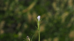 Githopsis diffusa candida