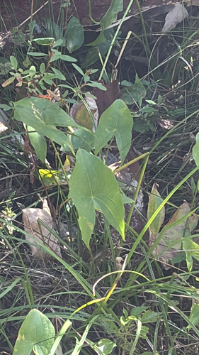 Sagittaria latifolia observed 2026-10-25