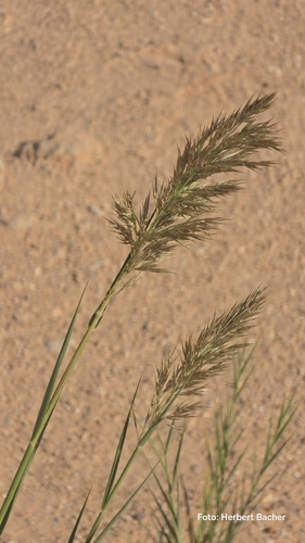 Großähriges Liebesgras