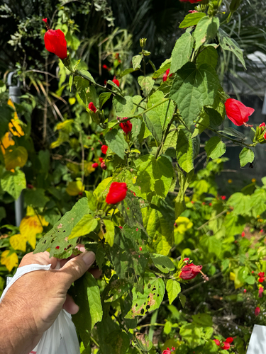 Malvaviscus penduliflorus observed 2026-10-24