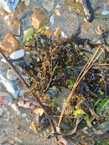 Sargassum muticum observed 2026-10-25