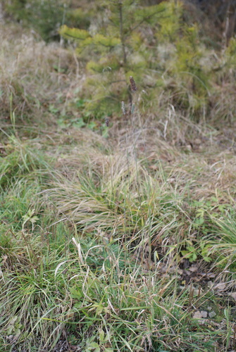 Phleum pratense observed 2026-10-25