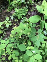 Taenidia integerrima