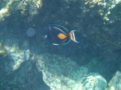 Acanthurus achilles