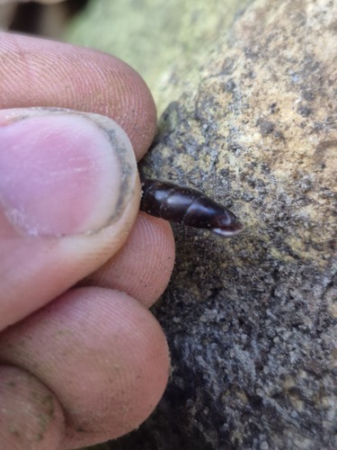 Clausilia observed 2026-10-25