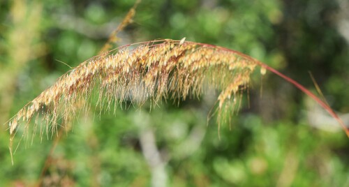 Sorghastrum secundum, 2026-10-24