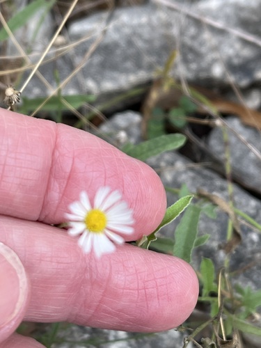 Plains Fleabane