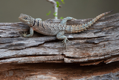 Oplurus cyclurus