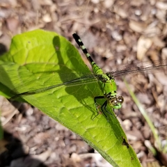 Erythemis simplicicollis