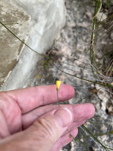 Rock Flax