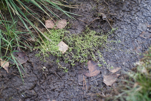 Callitriche observed 2026-10-25