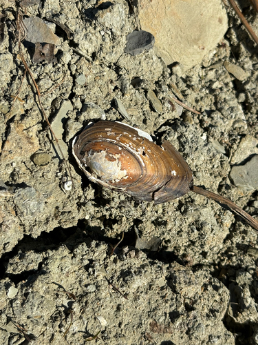 Anodonta observed 2026-10-25