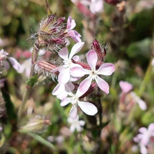 Silene gallica observed 2026-10-25
