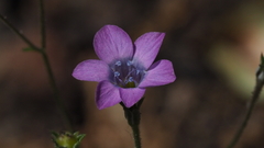 Gilia transmontana