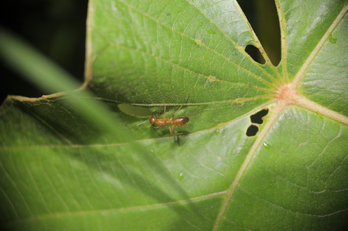 Anoplolepis gracilipes observed 2026-10-25