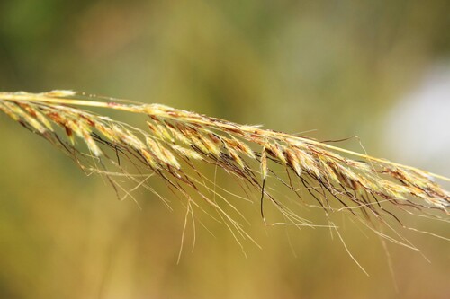 Sorghastrum secundum, 2026-10-24