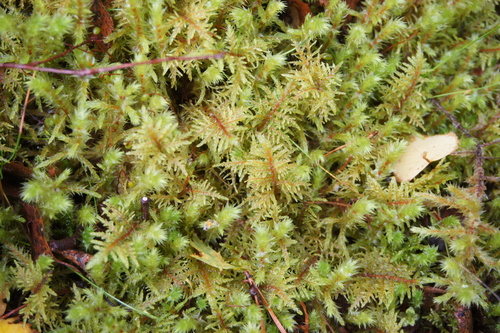 Hylocomium splendens observed 2026-10-25