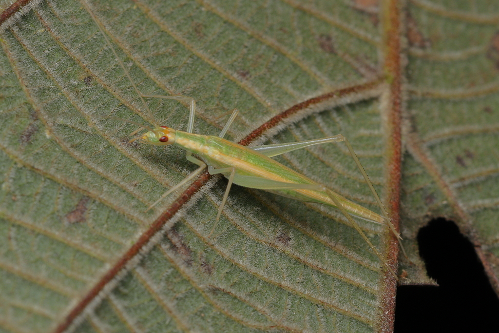 Oecanthus rubromaculatus