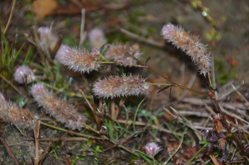 Trifolium arvense observed 2026-10-25