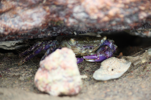 Metopograpsus observed 2026-10-25
