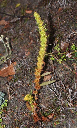 Rumex maritimus