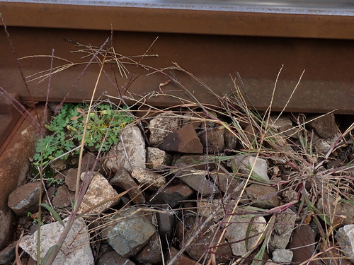 Paspalum filiforme, 2026-10-25