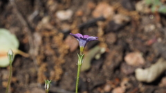 Gilia transmontana