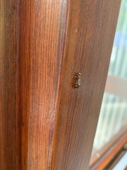 Triaxomera parasitella