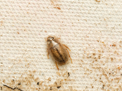 Helochares mentinotus