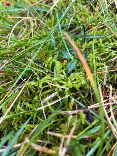 Pseudoscleropodium purum observed 2026-10-25