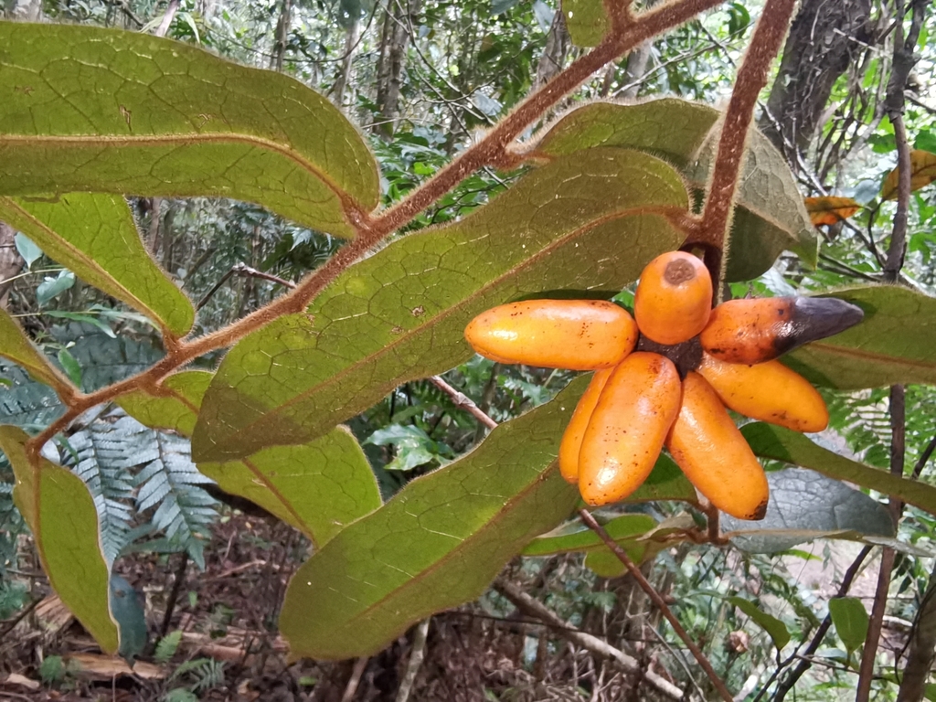 Huberantha loriformis