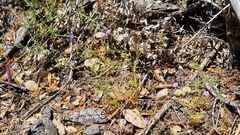 Gilia transmontana