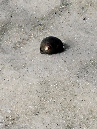 Littorina littorea, 2026-10-25