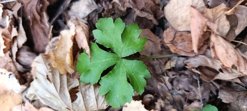 Sanicula europaea observed 2026-10-25