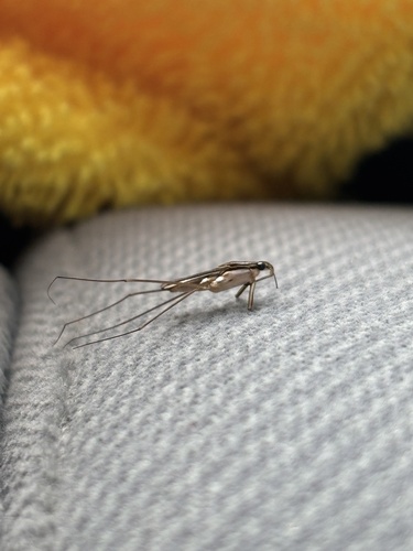 Limnogonus observed 2026-10-22