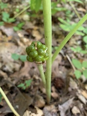 Arisaema dracontium